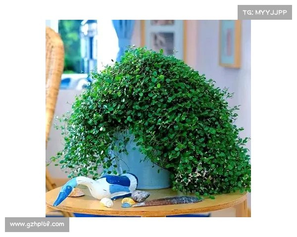 高地红石榴的种植技巧与日常养护全方位指南